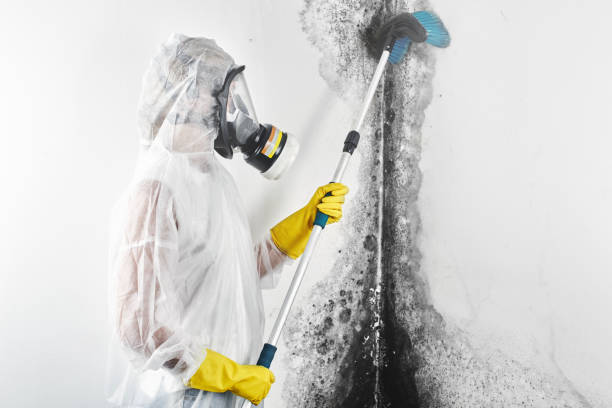 Best Mold Odor Removal Services  in Center Point, AL